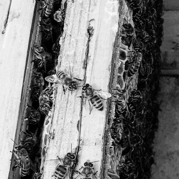 有翅膀的蜜蜂慢慢飞向蜂窝 在私人的蚜虫上采蜜 蚜虫由村庄蜂窝 蜂腿上的小花灰 蜂窝为背景特写蜂窝组成 — 图库照片