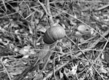 Islak yolda sürünen kabuklu büyük bahçe salyangozu çabuk eve gel, salyangoz Helix, vücudu korumak için sarmalanmış lezzetli yiyeceklerden oluşur, balçık kabuklu doğal hayvan salyangozu, besleyici krema yapar.