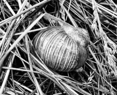 Islak yolda sürünen kabuklu büyük bahçe salyangozu çabuk eve gel, salyangoz Helix, vücudu korumak için sarmalanmış lezzetli yiyeceklerden oluşur, balçık kabuklu doğal hayvan salyangozu, besleyici krema yapar.