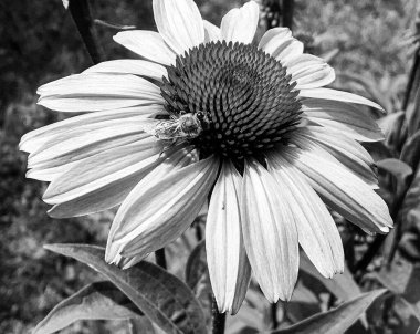 Kanatlı arı yavaşça bitkiye uçar, çiçekten özel arı kovanına bal için nektar toplar, güzel çiçeklerden oluşan bal tokası, arıların bacaklarında sarı polen, tatlı bal nektarı.
