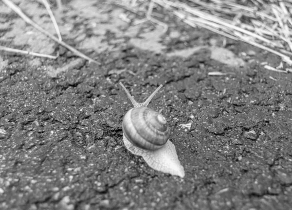 Big Garden Snail Shell Crawling Wet Road Hurry Home Snail — Foto Stock