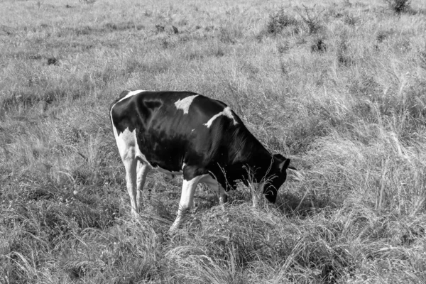 Фотография Тему Красивая Большая Молочная Корова Пасется Зеленом Лугу Голубым — стоковое фото