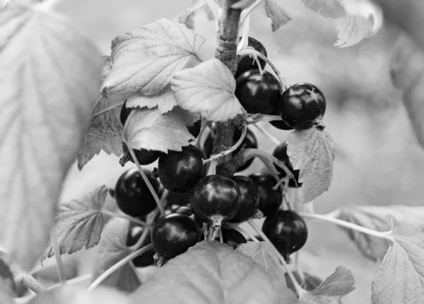 Fotografie Zum Thema Schöne Buschbeere Schwarze Johannisbeere Mit Natürlichem Blatt — Stockfoto