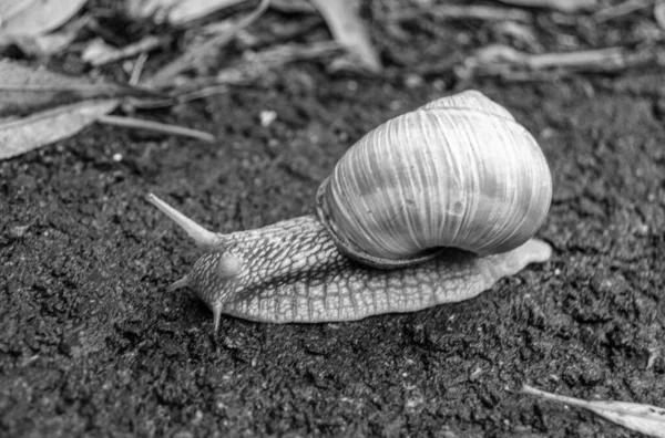 Grote Tuin Slak Schaal Kruipen Natte Weg Haast Naar Huis — Stockfoto