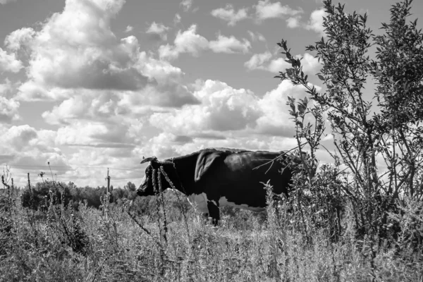 Photography Theme Beautiful Big Milk Cow Grazes Green Meadow Blue — Zdjęcie stockowe