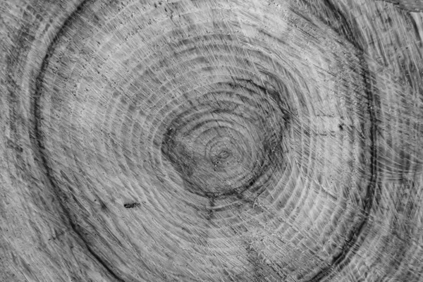Красивый Деревянный Перелом Старого Дуба Натуральная Текстура Крупным Планом Текстура — стоковое фото