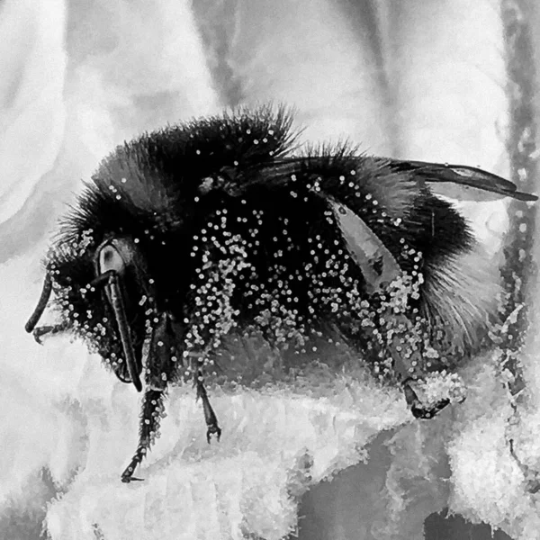 Abeille Ailée Vole Lentement Plante Recueillir Nectar Pour Miel Sur — Photo