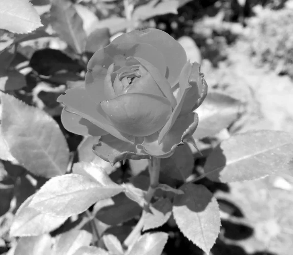 Strauß Wildblumen Stachelige Rose Blüht Garten Mit Natürlichen Blättern Strauß — Stockfoto