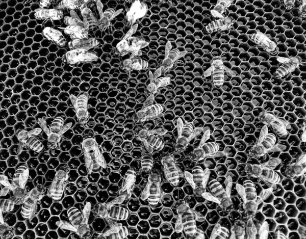 Estructura Hexágono Abstracta Panal Abeja Colmena Llena Miel Oro Composición — Foto de Stock