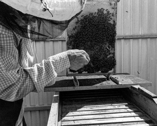 Okřídlená Včela Pomalu Letí Včelaři Sbírat Nektar Soukromém Včelíně Živých — Stock fotografie