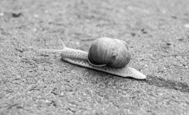 Islak yolda sürünen kabuklu büyük bahçe salyangozu çabuk eve gel, salyangoz Helix, vücudu korumak için sarmalanmış lezzetli yiyeceklerden oluşur, balçık kabuklu doğal hayvan salyangozu, besleyici krema yapar.