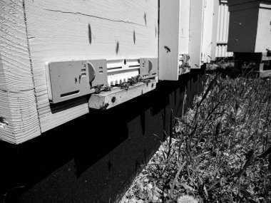 Kanatlı arı yavaşça uçar ve canlı çiçeklerden özel arı kovanına nektar toplar. Arı kovanından, arı kovanından, arı bacağındaki çiçek tozundan, arılara yakın planda arı kovanından oluşan arı kovanından.