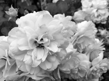 Çiçekler, dikenli güller bahçede doğal yapraklarla çiçek açıyor, dikenli kır çiçekleri, kır bahçesine çiçek açıyor, kır çiçekleri, dikenli çiçekler bahçede çiçek açıyor.