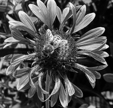 Kanatlı arı yavaşça bitkiye uçar, çiçekten özel arı kovanına bal için nektar toplar, güzel çiçeklerden oluşan bal tokası, arıların bacaklarında sarı polen, tatlı bal nektarı.