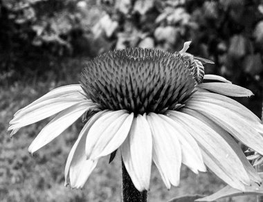Kanatlı arı yavaşça bitkiye uçar, çiçekten özel arı kovanına bal için nektar toplar, güzel çiçeklerden oluşan bal tokası, arıların bacaklarında sarı polen, tatlı bal nektarı.