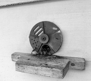 Kanatlı arı yavaşça uçar ve canlı çiçeklerden özel arı kovanına nektar toplar. Arı kovanından, arı kovanından, arı bacağındaki çiçek tozundan, arılara yakın planda arı kovanından oluşan arı kovanından.