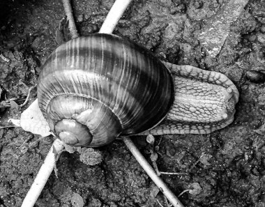 Islak yolda sürünen kabuklu büyük bahçe salyangozu çabuk eve gel, salyangoz Helix, vücudu korumak için sarmalanmış lezzetli yiyeceklerden oluşur, balçık kabuklu doğal hayvan salyangozu, besleyici krema yapar.