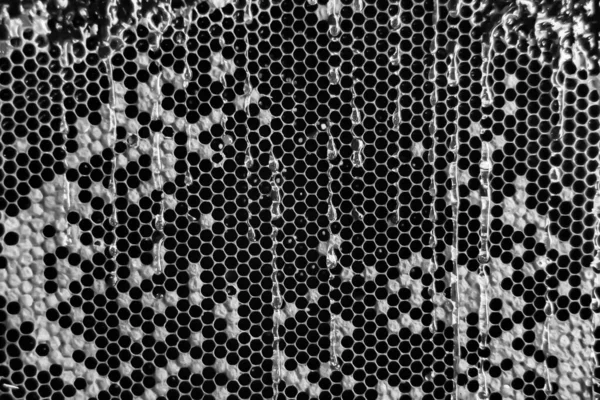 Drop Bee Honey Drip Hexagonal Honeycombs Filled Golden Nectar Honeycombs — Stockfoto