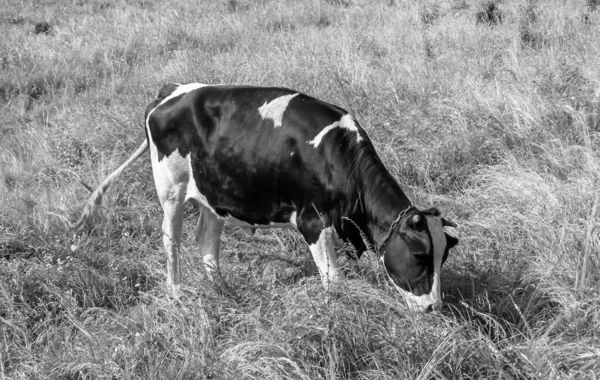 Photography Theme Beautiful Big Milk Cow Grazes Green Meadow Blue — Stockfoto
