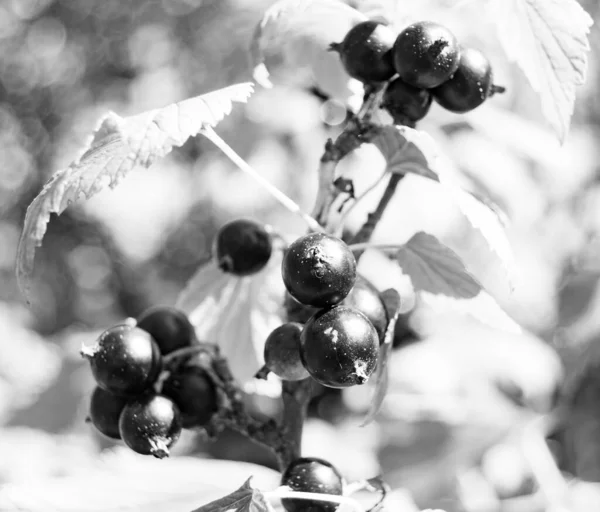 Photography Theme Beautiful Bush Berry Black Currant Natural Leaf Sky — Stock Photo, Image