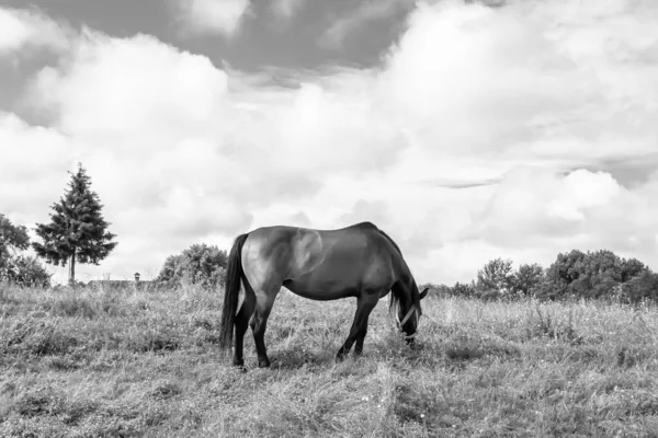 Beautiful Wild Brown Horse Stallion Summer Flower Meadow Equine Eating — Zdjęcie stockowe