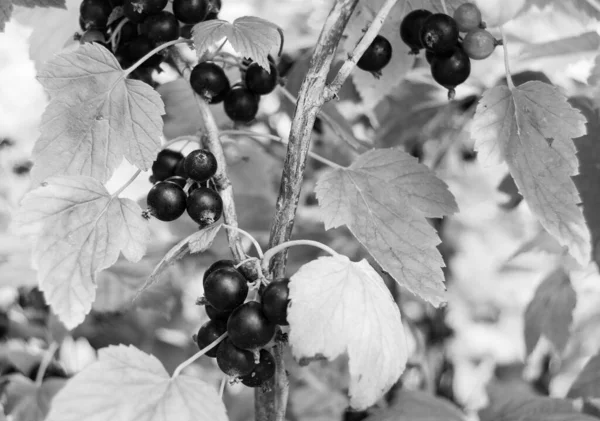 美丽的山莓黑醋栗与自然叶在天空下 山莓黑醋栗在野外的照片 山莓黑醋栗在大自然农场花园的照片 — 图库照片