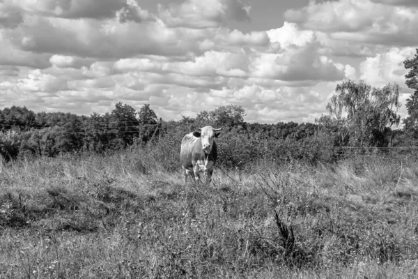 Φωτογραφία Για Θέμα Όμορφη Μεγάλη Αγελάδα Γάλα Βόσκει Στο Πράσινο — Φωτογραφία Αρχείου