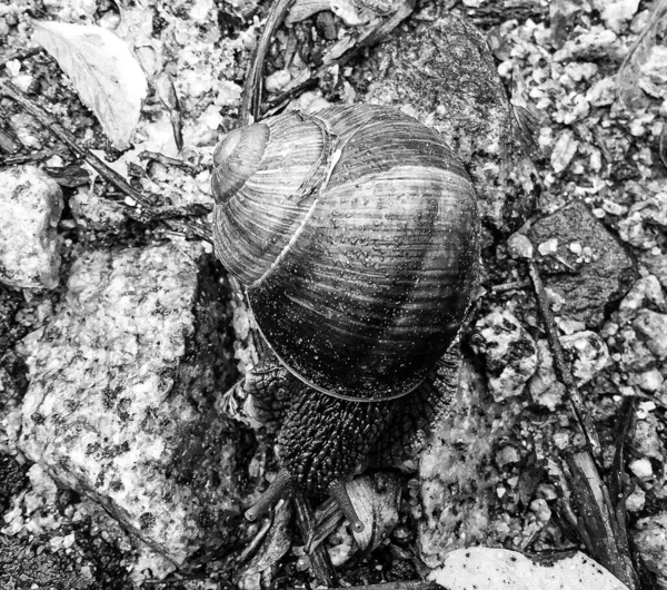 Big Garden Snail Shell Crawling Wet Road Hurry Home Snail — Stock Fotó