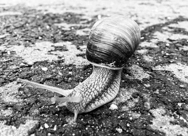 Big Garden Snail Shell Crawling Wet Road Hurry Home Snail — Zdjęcie stockowe