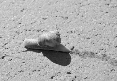 Islak yolda sürünen kabuklu büyük bahçe salyangozu çabuk eve gel, salyangoz Helix, vücudu korumak için sarmalanmış lezzetli yiyeceklerden oluşur, balçık kabuklu doğal hayvan salyangozu, besleyici krema yapar.
