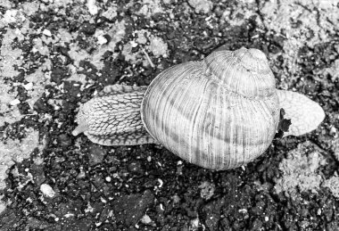 Islak yolda sürünen kabuklu büyük bahçe salyangozu çabuk eve gel, salyangoz Helix, vücudu korumak için sarmalanmış lezzetli yiyeceklerden oluşur, balçık kabuklu doğal hayvan salyangozu, besleyici krema yapar.