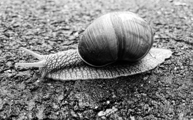 Islak yolda sürünen kabuklu büyük bahçe salyangozu çabuk eve gel, salyangoz Helix, vücudu korumak için sarmalanmış lezzetli yiyeceklerden oluşur, balçık kabuklu doğal hayvan salyangozu, besleyici krema yapar.