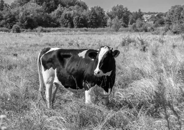 Photography Theme Beautiful Big Milk Cow Grazes Green Meadow Blue — Stock Fotó