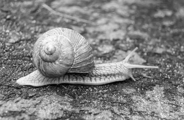 Big Garden Snail Shell Crawling Wet Road Hurry Home Snail — Stock Photo, Image