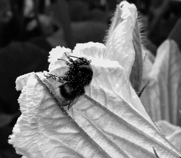 Winged bee slowly flies to the plant, collect nectar for honey on private apiary from flower, honey clip consisting for beautiful flowers, yellow pollen on bees legs, sweet nectar honeyed bee honey