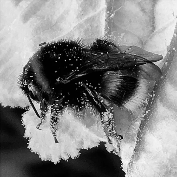 羽のついた蜂はゆっくりと植物に飛び 花から蜜を集め 美しい花で構成される蜂蜜クリップ 蜂の足の上の黄色の花粉 甘い蜜蜜蜂の蜂蜜 — ストック写真