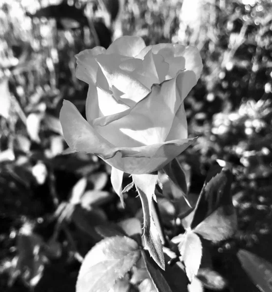 Nez Fleurs Sauvages Rose Épineuse Floraison Dans Jardin Avec Des — Photo