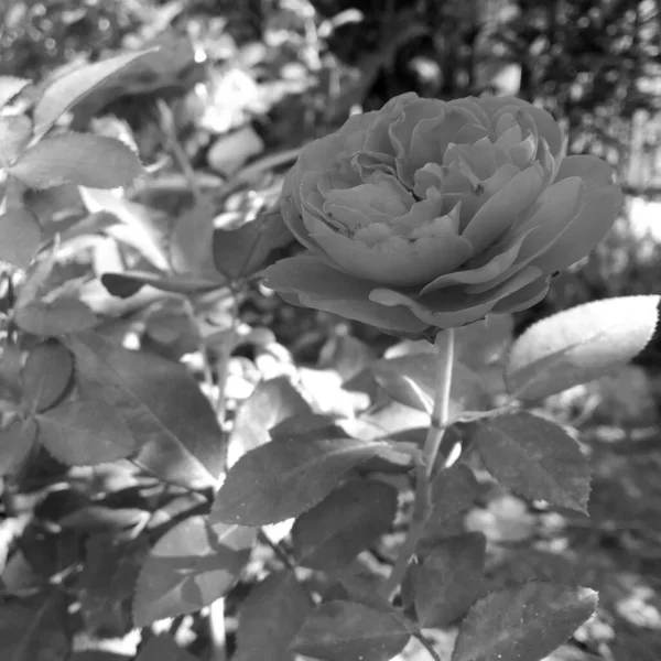 Ramo Flores Silvestres Espinosa Rosa Que Florece Jardín Con Hojas —  Fotos de Stock