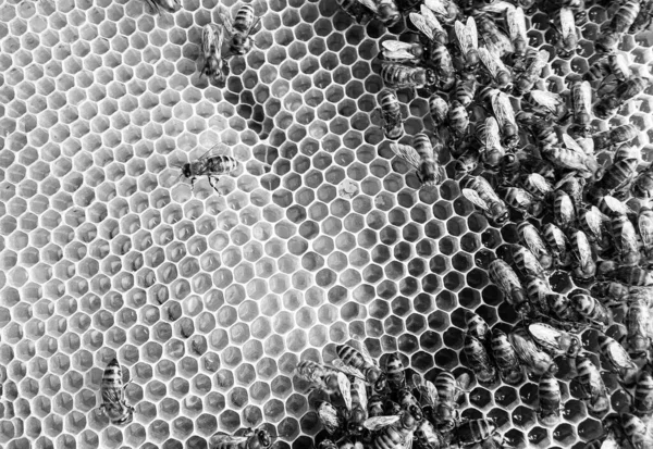 Abstract Hexagon Structure Honeycomb Bee Hive Filled Golden Honey Honeycomb — Stock Photo, Image