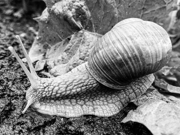 Big Garden Snail Shell Crawling Wet Road Hurry Home Snail — Stock Photo, Image