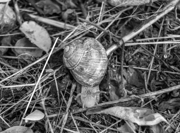 Caracol Jardín Grande Concha Arrastrándose Camino Húmedo Prisa Casa Caracol —  Fotos de Stock