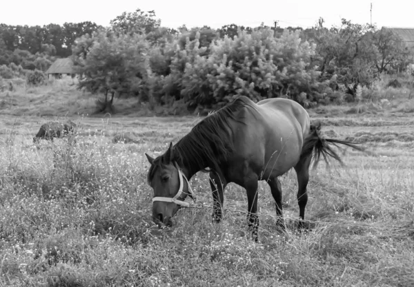 夏の花の牧草地に美しい野生の茶色の馬の種牡馬 立っ位置に長い男性の肖像画を持つ馬の種牡馬 緑の草を食べる馬の種牡馬 馬の種牡馬の屋外で 大きな馬の種牡馬 — ストック写真