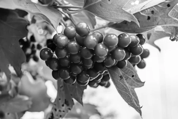 Photography Theme Beautiful Sour Berry Viburnum Natural Texture Clean Sky — Stock Photo, Image