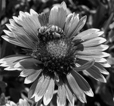 Kanatlı arı yavaşça bitkiye uçar, çiçekten özel arı kovanına bal için nektar toplar, güzel çiçeklerden oluşan bal tokası, arıların bacaklarında sarı polen, tatlı bal nektarı.