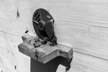 Kanatlı arı yavaşça uçar ve canlı çiçeklerden özel arı kovanına nektar toplar. Arı kovanından, arı kovanından, arı bacağındaki çiçek tozundan, arılara yakın planda arı kovanından oluşan arı kovanından.