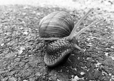 Islak yolda sürünen kabuklu büyük bahçe salyangozu çabuk eve gel, salyangoz Helix, vücudu korumak için sarmalanmış lezzetli yiyeceklerden oluşur, balçık kabuklu doğal hayvan salyangozu, besleyici krema yapar.