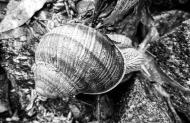 Islak yolda sürünen kabuklu büyük bahçe salyangozu çabuk eve gel, salyangoz Helix, vücudu korumak için sarmalanmış lezzetli yiyeceklerden oluşur, balçık kabuklu doğal hayvan salyangozu, besleyici krema yapar.