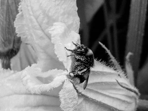 有翅膀的蜜蜂慢慢飞向植物 从花朵中采蜜 采蜜夹组成美丽的花朵 蜜蜂腿上的黄色花粉 蜜蜜蜂蜜 — 图库照片