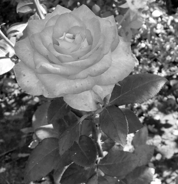 Nez Fleurs Sauvages Rose Épineuse Floraison Dans Jardin Avec Des — Photo