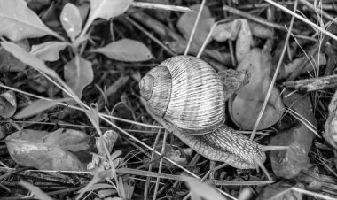 Islak yolda sürünen kabuklu büyük bahçe salyangozu çabuk eve gel, salyangoz Helix, vücudu korumak için sarmalanmış lezzetli yiyeceklerden oluşur, balçık kabuklu doğal hayvan salyangozu, besleyici krema yapar.